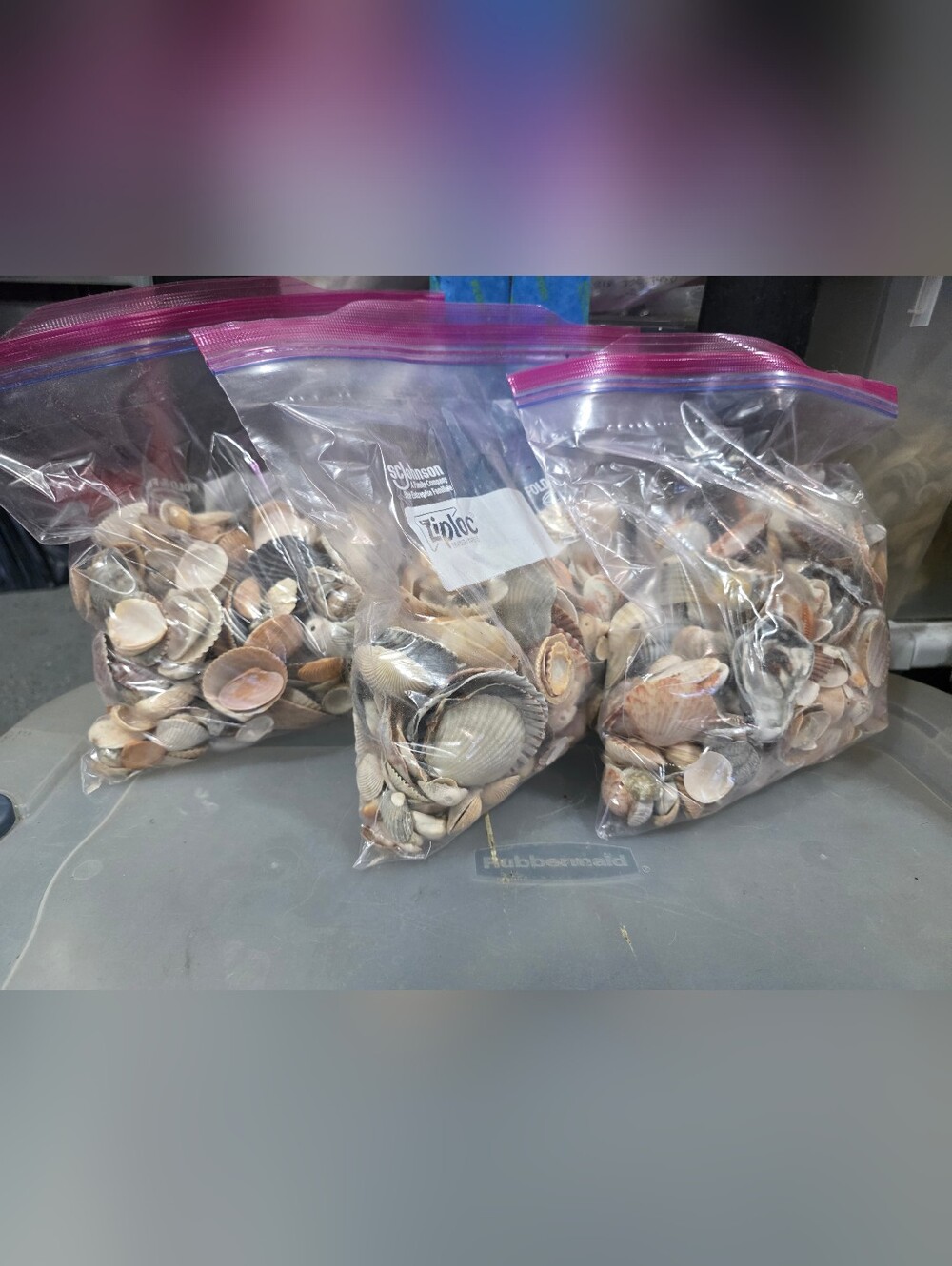 Mixed Natural Seashells, 3 lb Bag